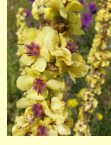Коровяк, медвежье ухо (Verbascum) Коровяк, медвежье ухо (Verbascum)